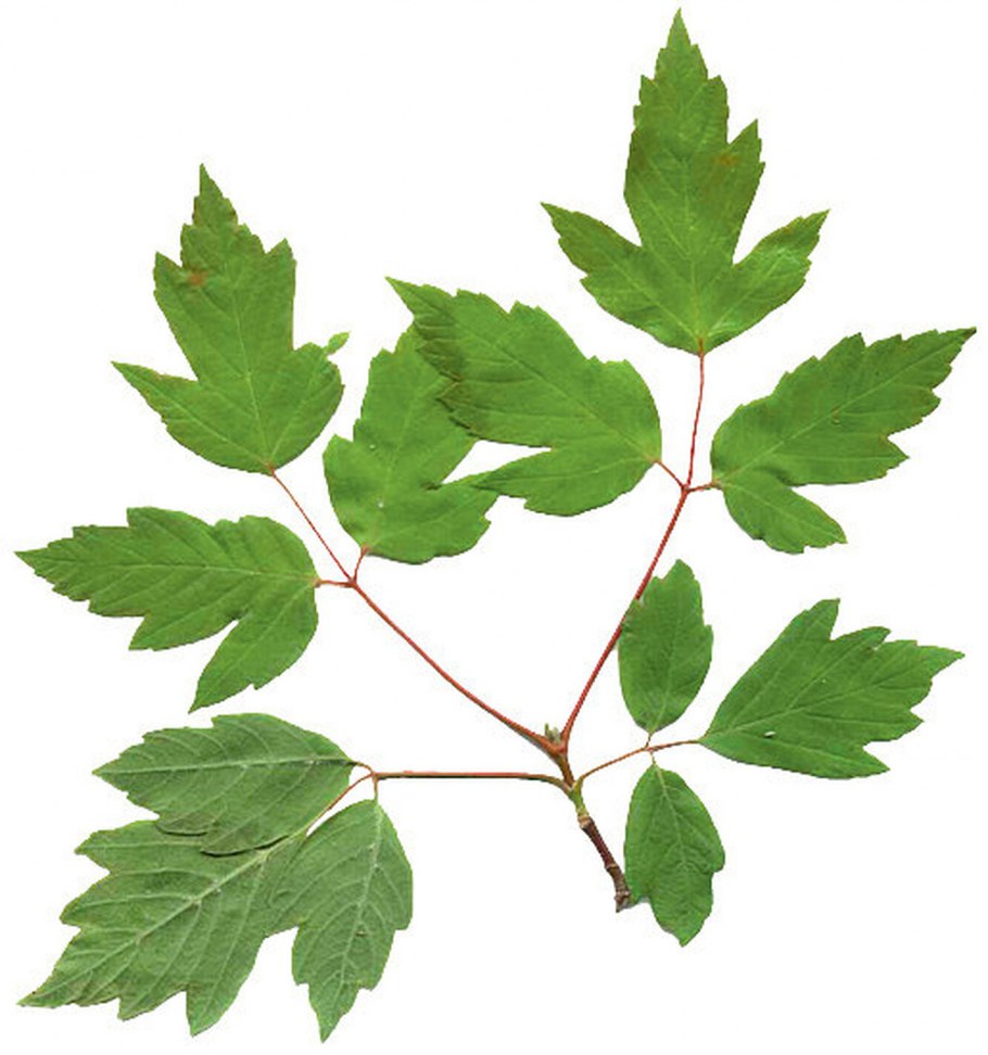 Клен ясенелистный лист