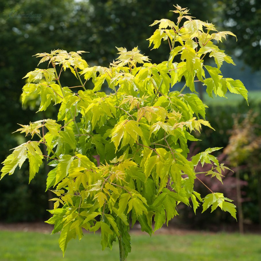 Клен ясенелистный (Acer negundo)