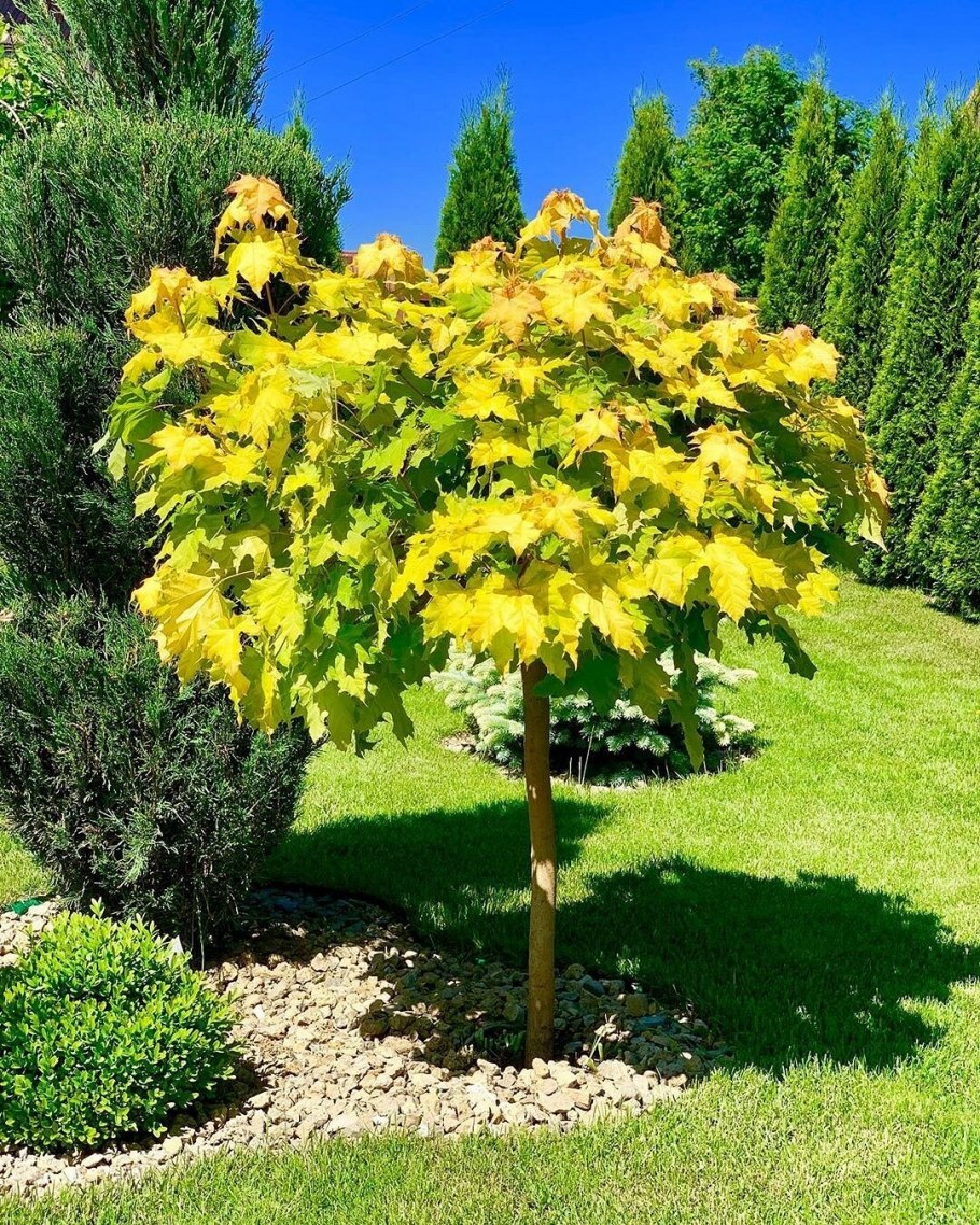 Клен трехлистный