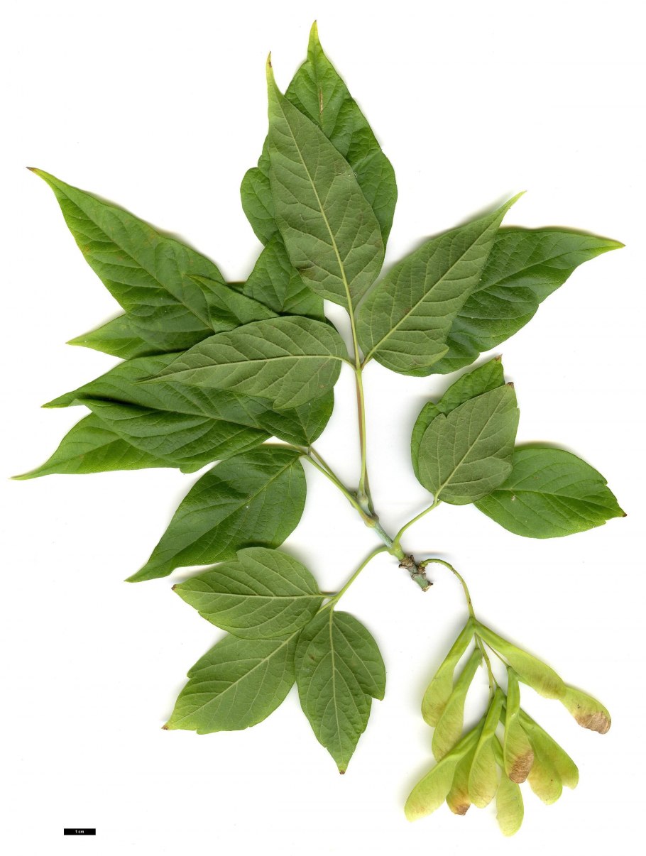 Клен трехпалый