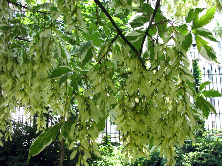 Клен ясенелистный