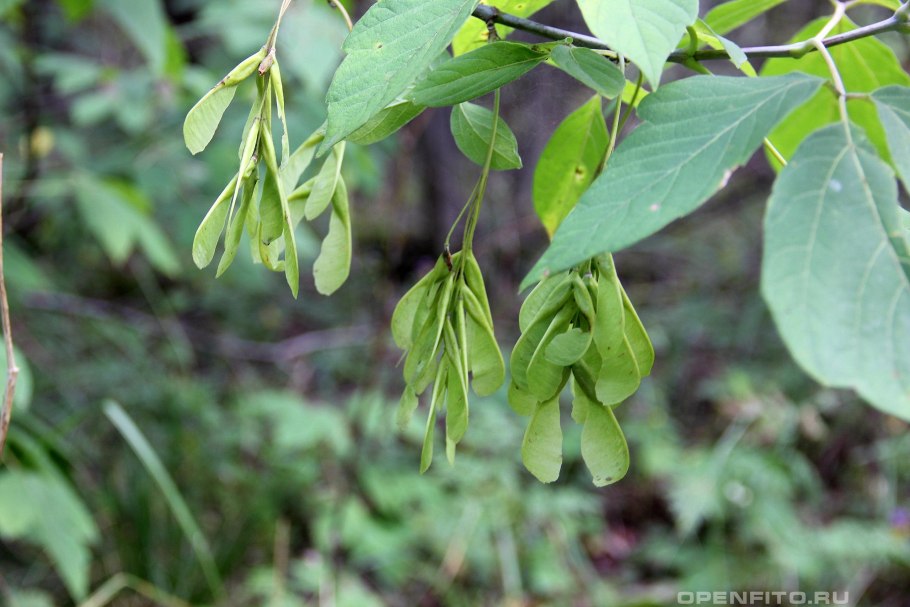 Клён ясенелистный вертолетики