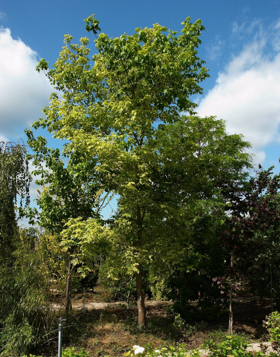 Клен американский ясенелистный