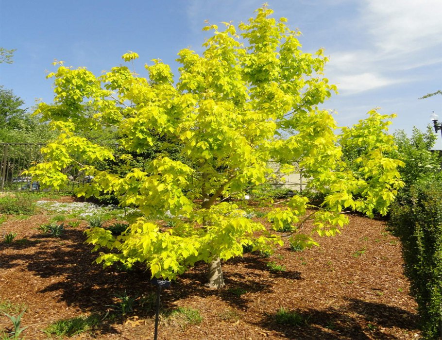 Клён ясенелистный Ácer negúndo