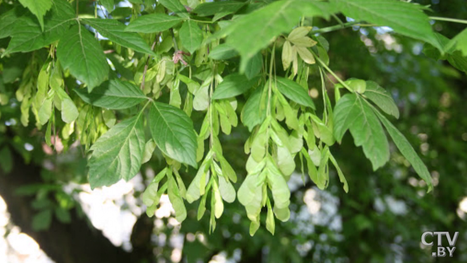 Клен американский ясенелистный