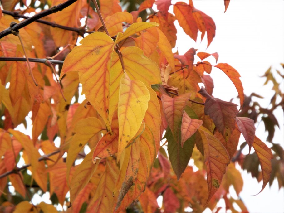 Клён ясенелистный Ácer negúndo