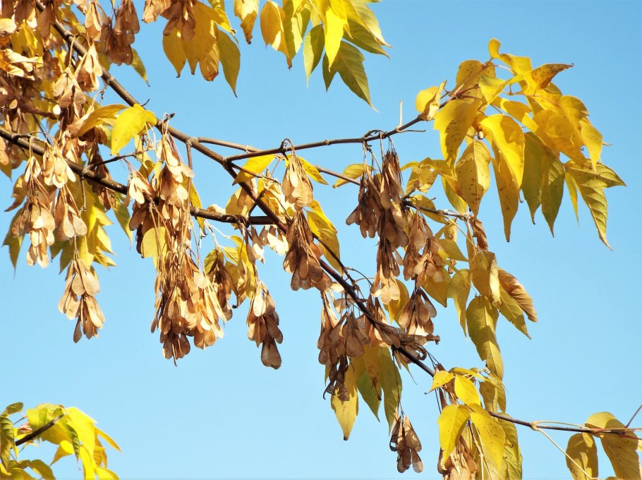 Клен американский (Acer negundo).