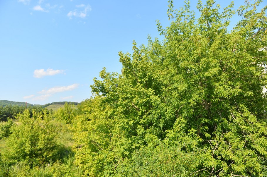 Клен американский ясенелистный