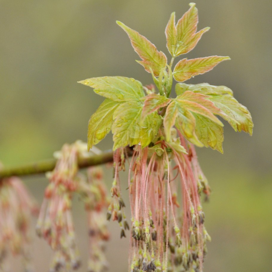 Клен ясенелистный плоды
