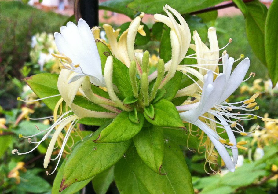 Жимолость японская каприфоль