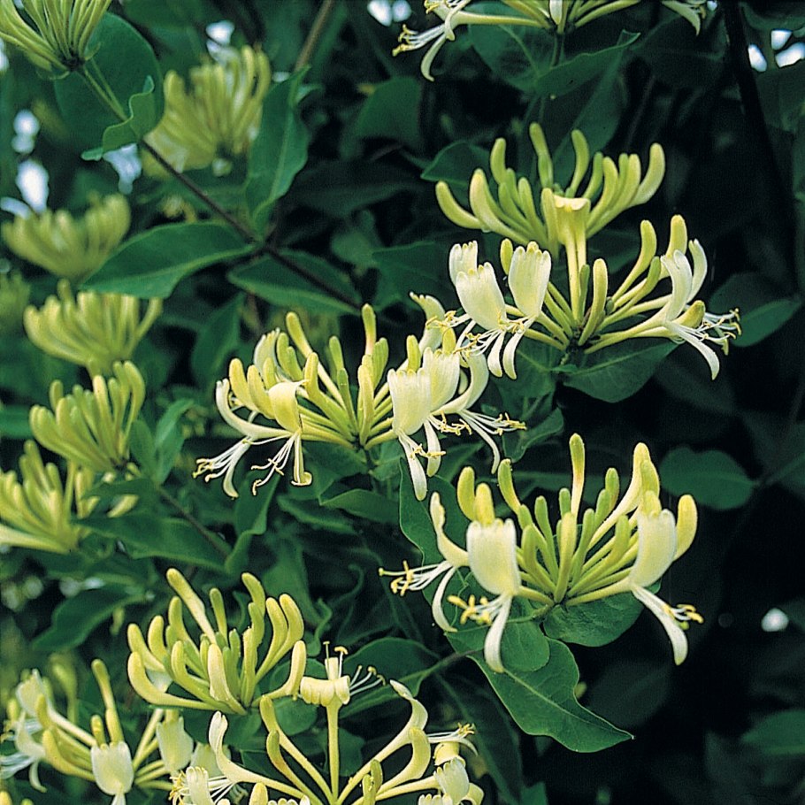 Lonicera каприфоль