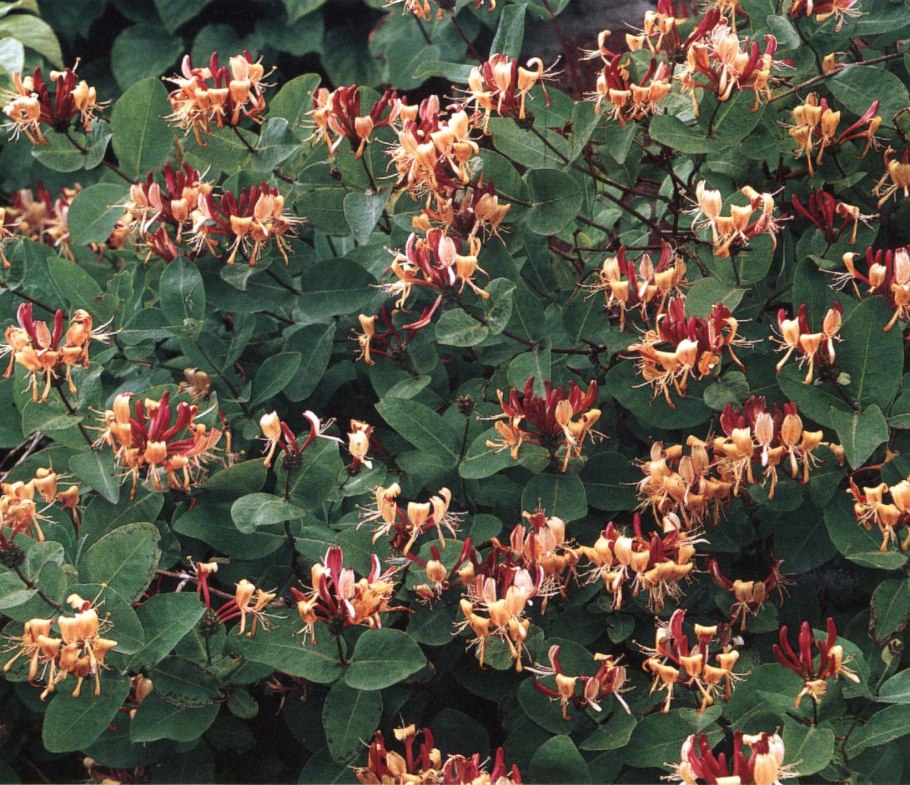 Жимолость вьющаяся каприфоль