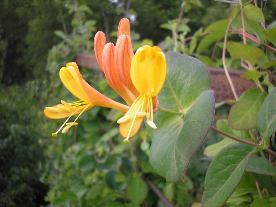 Жимолость каприфоль Серотина