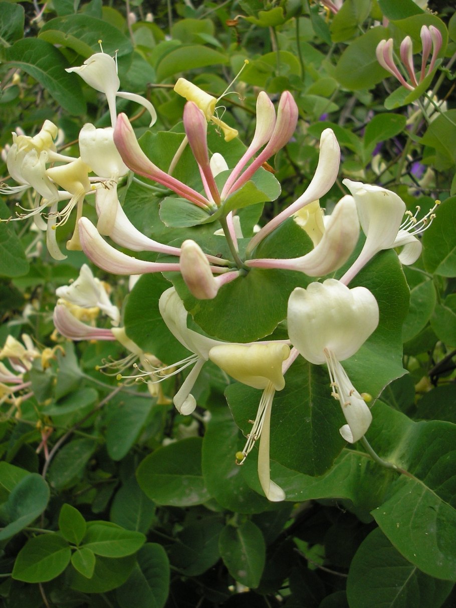 Жимолость каприфоль