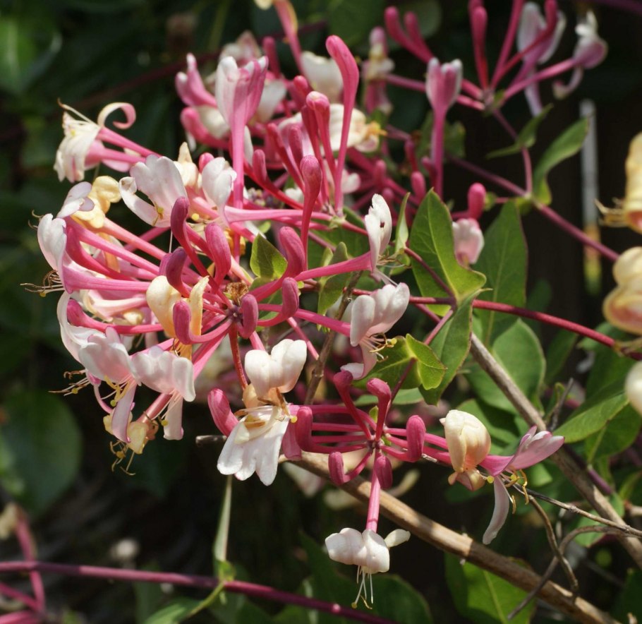 Жимолость каприфоль