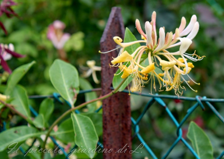 Жимолость Lonicera