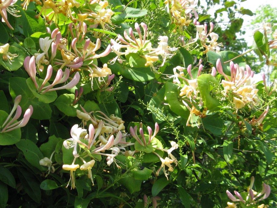 Каприфоль Брауна