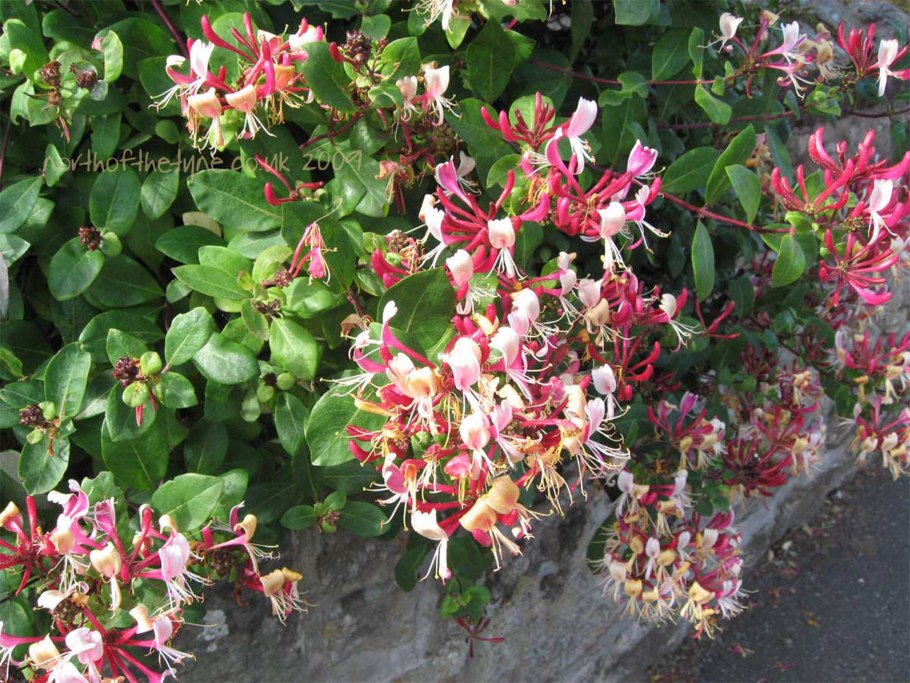 Плетистая жимолость каприфоль