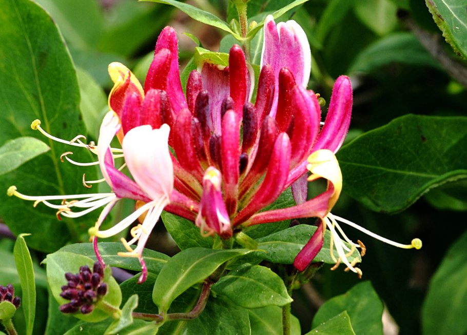 Жимолость каприфоль Лиана