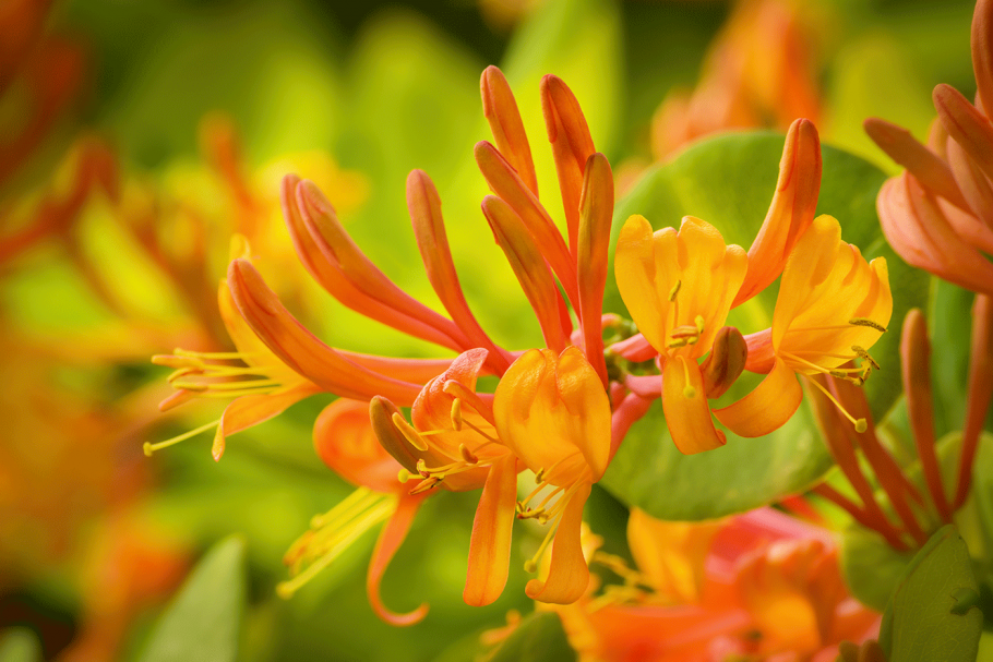 Жимолость декоративная каприфоль