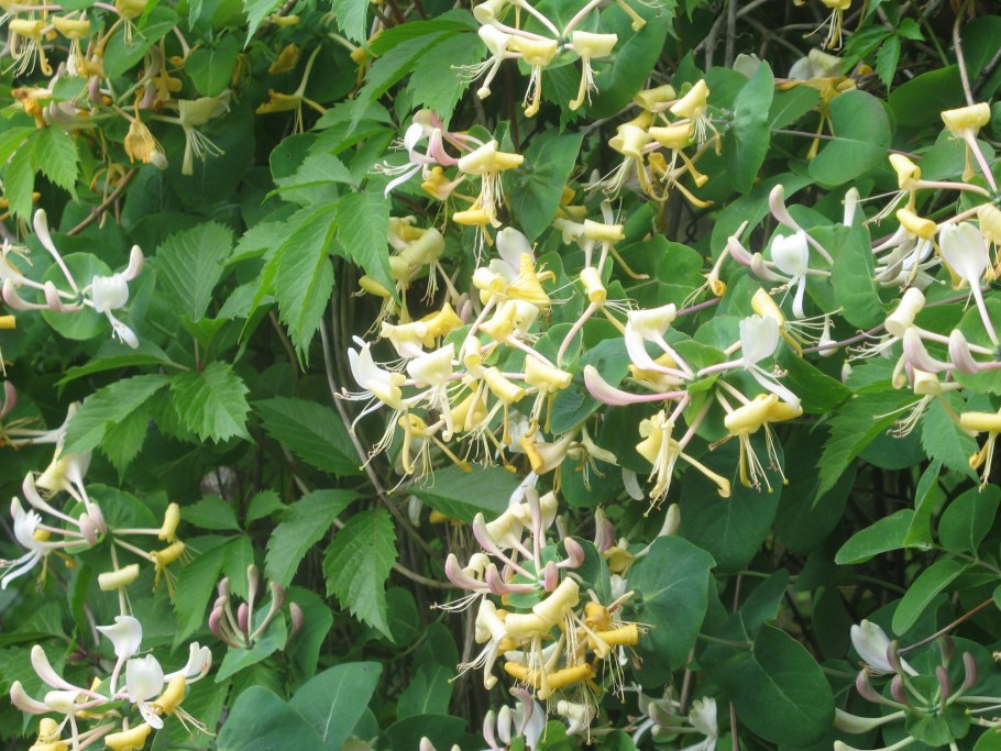 Жимолость (Лиана)каприфоль Тельмана