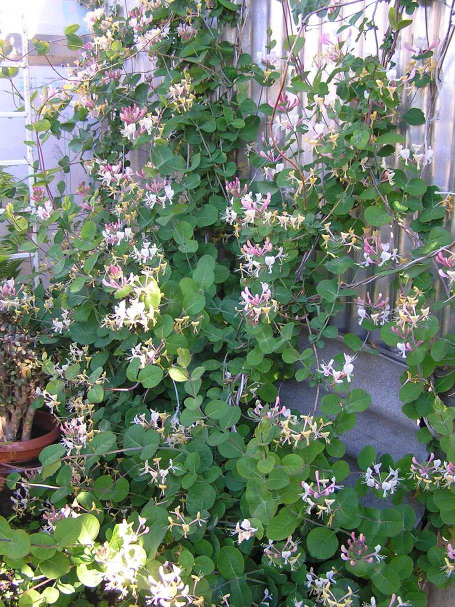 Жимолость (Лиана)каприфоль Тельмана