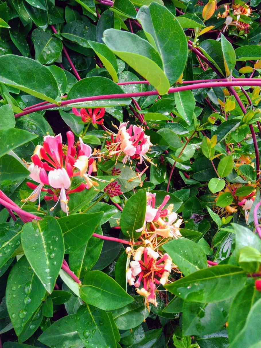 Lonicera periclymenum serotina