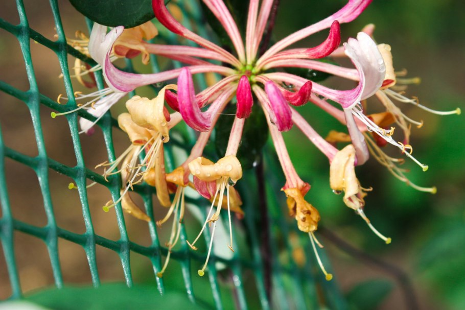 Жимолость каприфоль