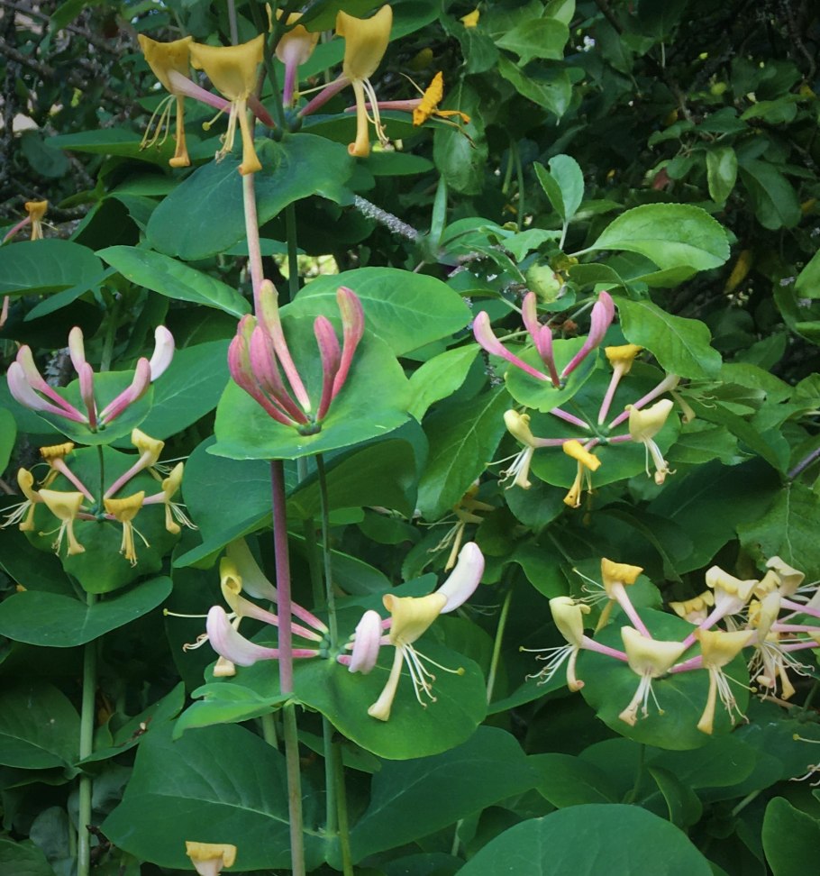 Жимолость декоративная каприфоль