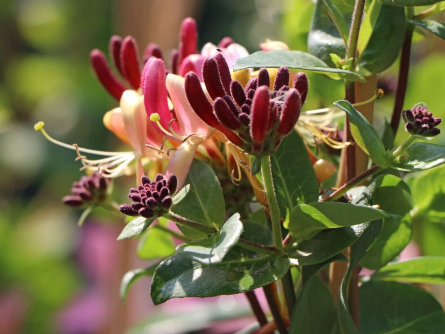 Жимолость вьющаяся Belgica