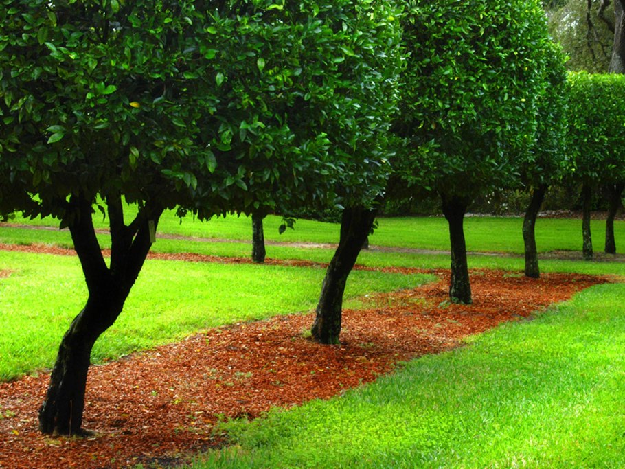 Из дерева для сада