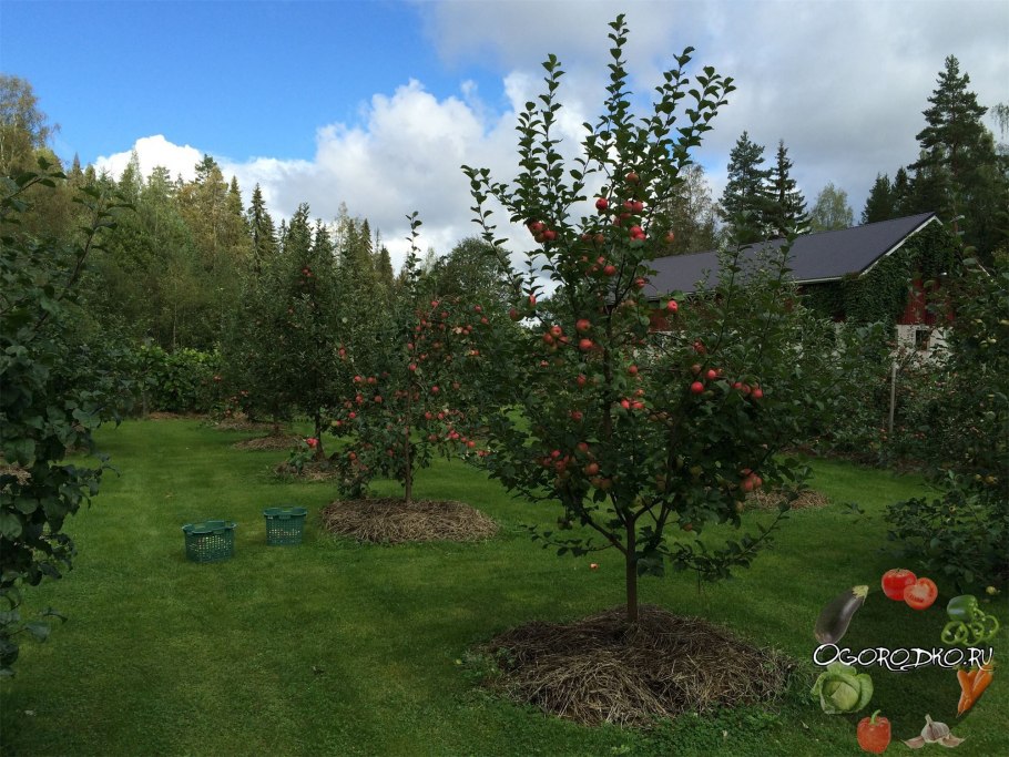 Плодовые деревья и кустарники на участке