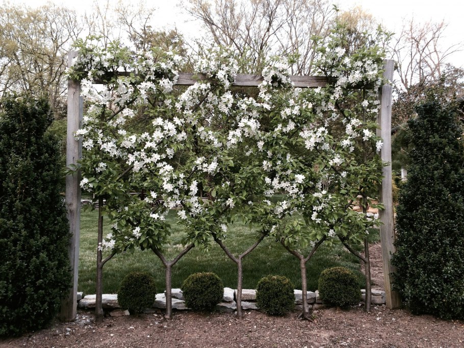 Яблоня Медуница шпалера