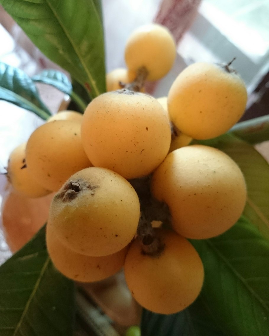 Мушмула Крымская