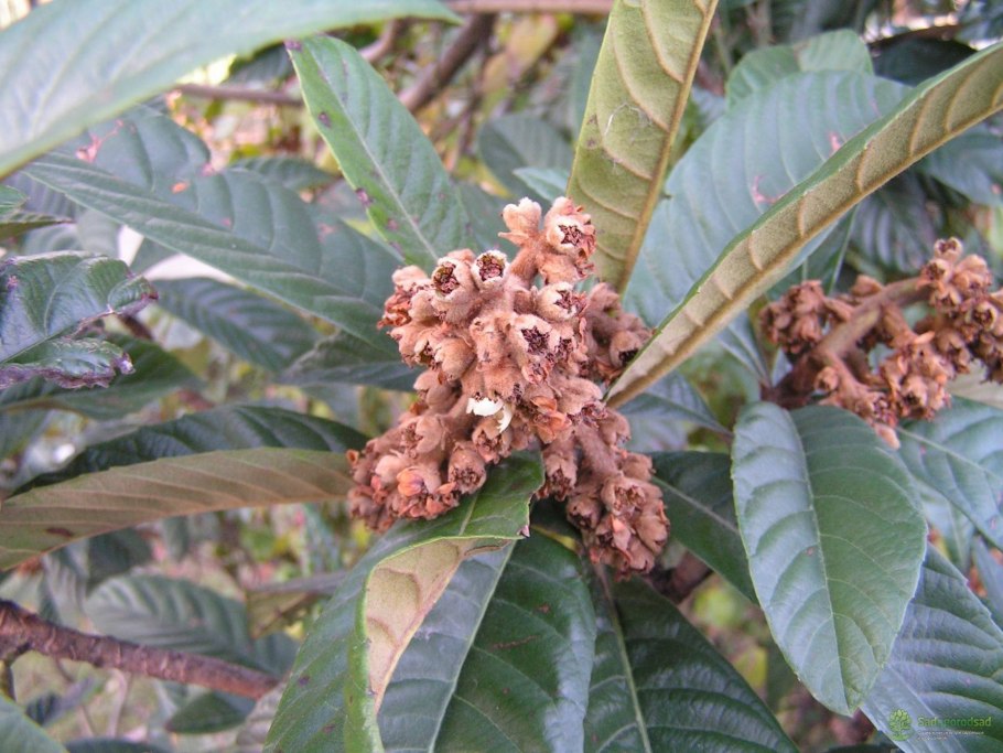 Мушмула Крымская