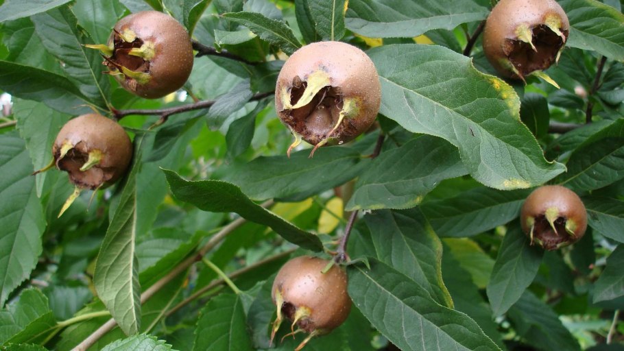 Мушмула Германская Сандра