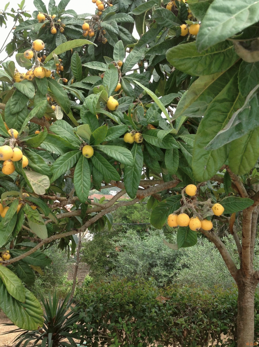 Мушмула Крымская