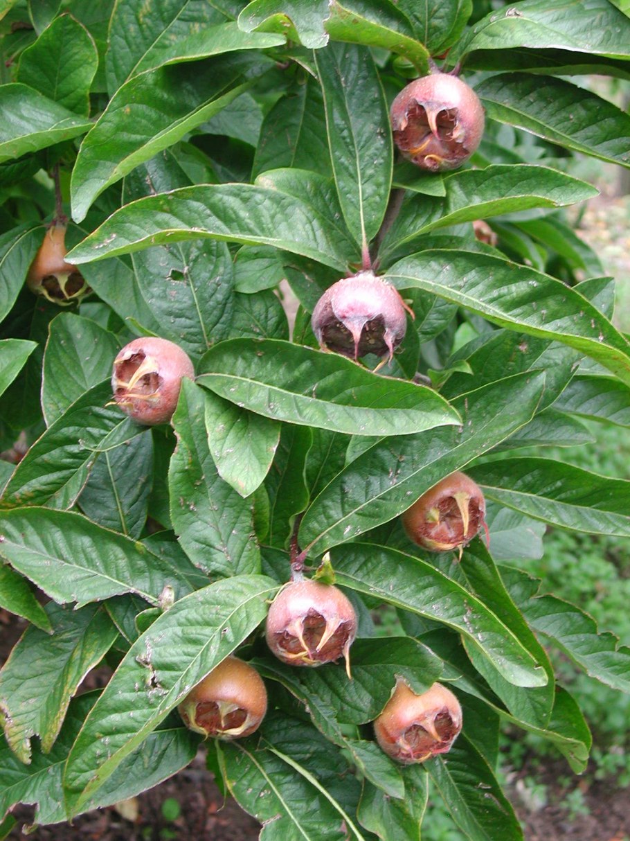 Мушмула Германская Кавказская