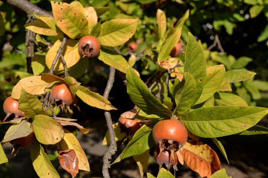 Мушмула Крымская