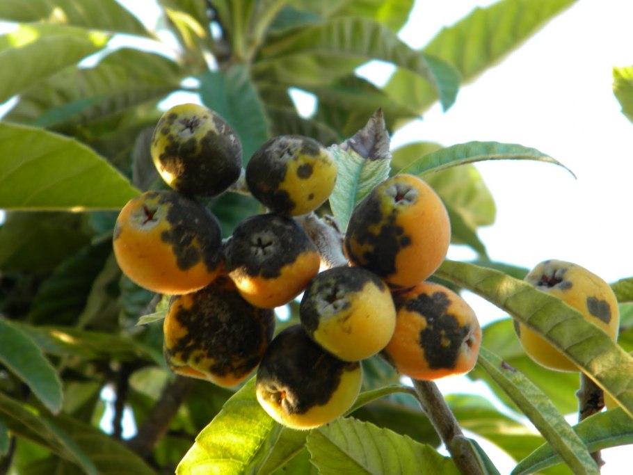 Нисперо дерево