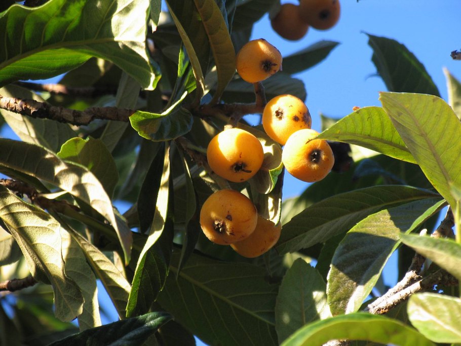 Мушмула Кавказская