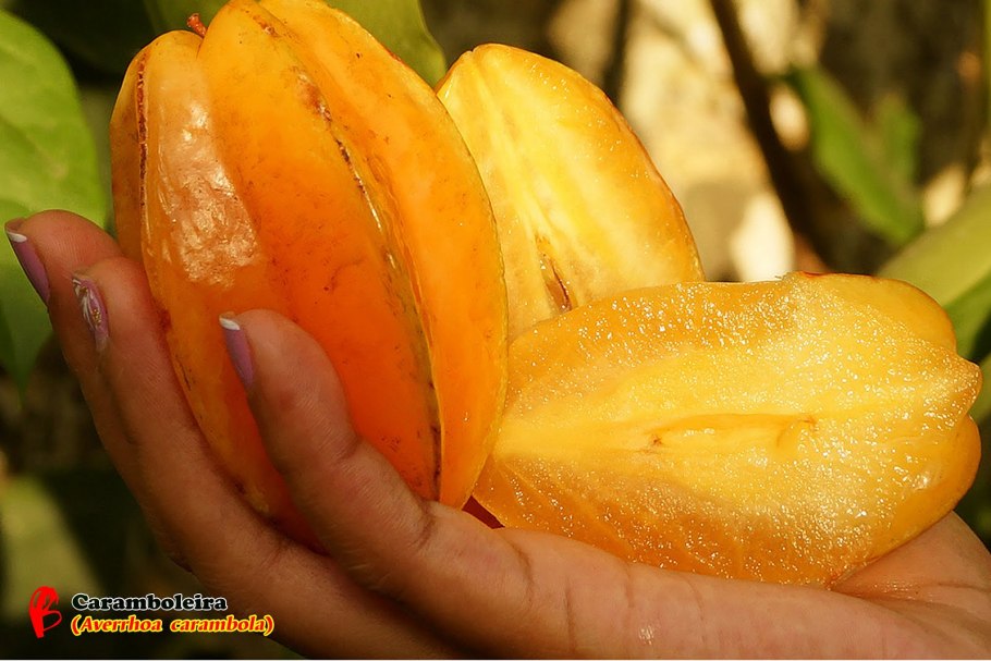 Старфрут карамбола