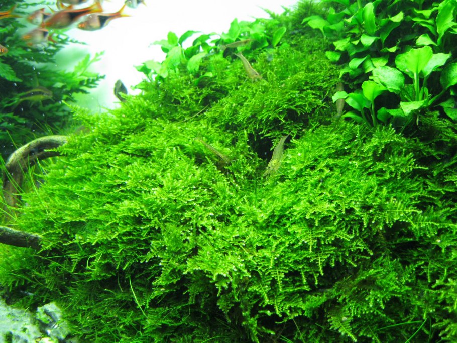 Мох стринги stringy Moss