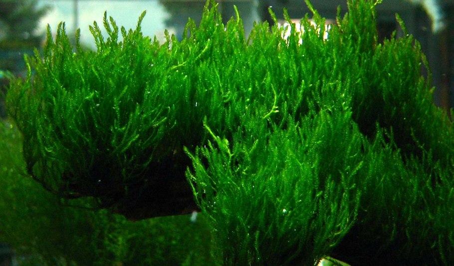 Vesicularia dubyana(50 GM Bag)