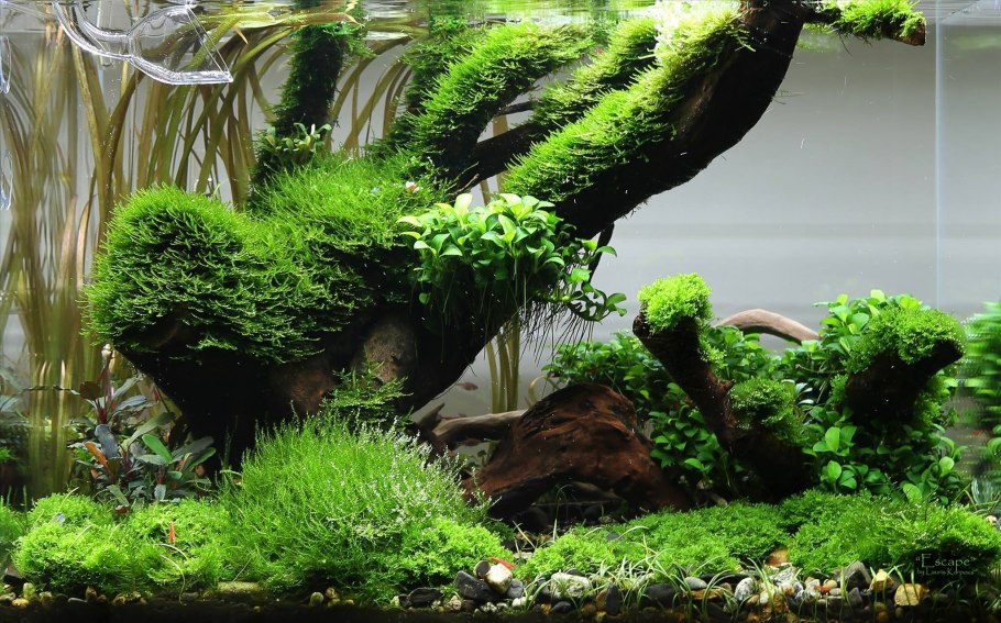 Moss SP. "610" Мох "610"