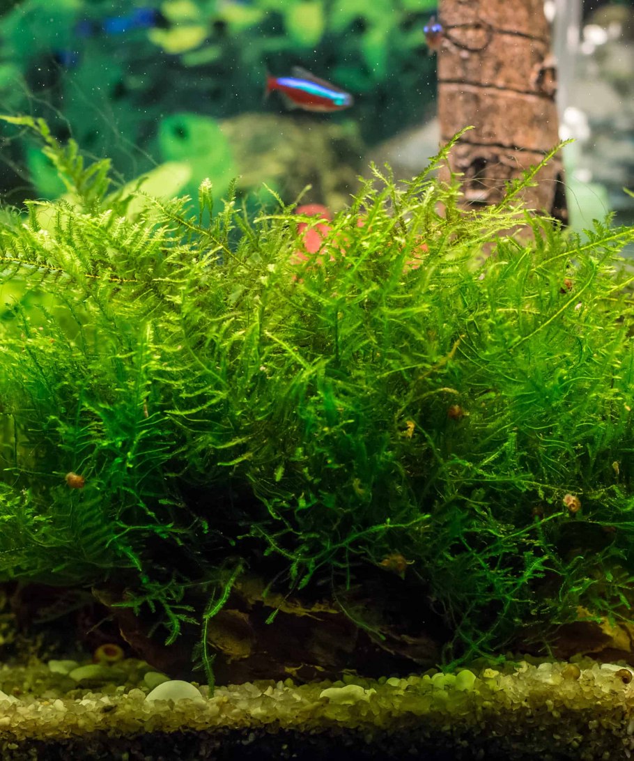 Яванский мох цветение