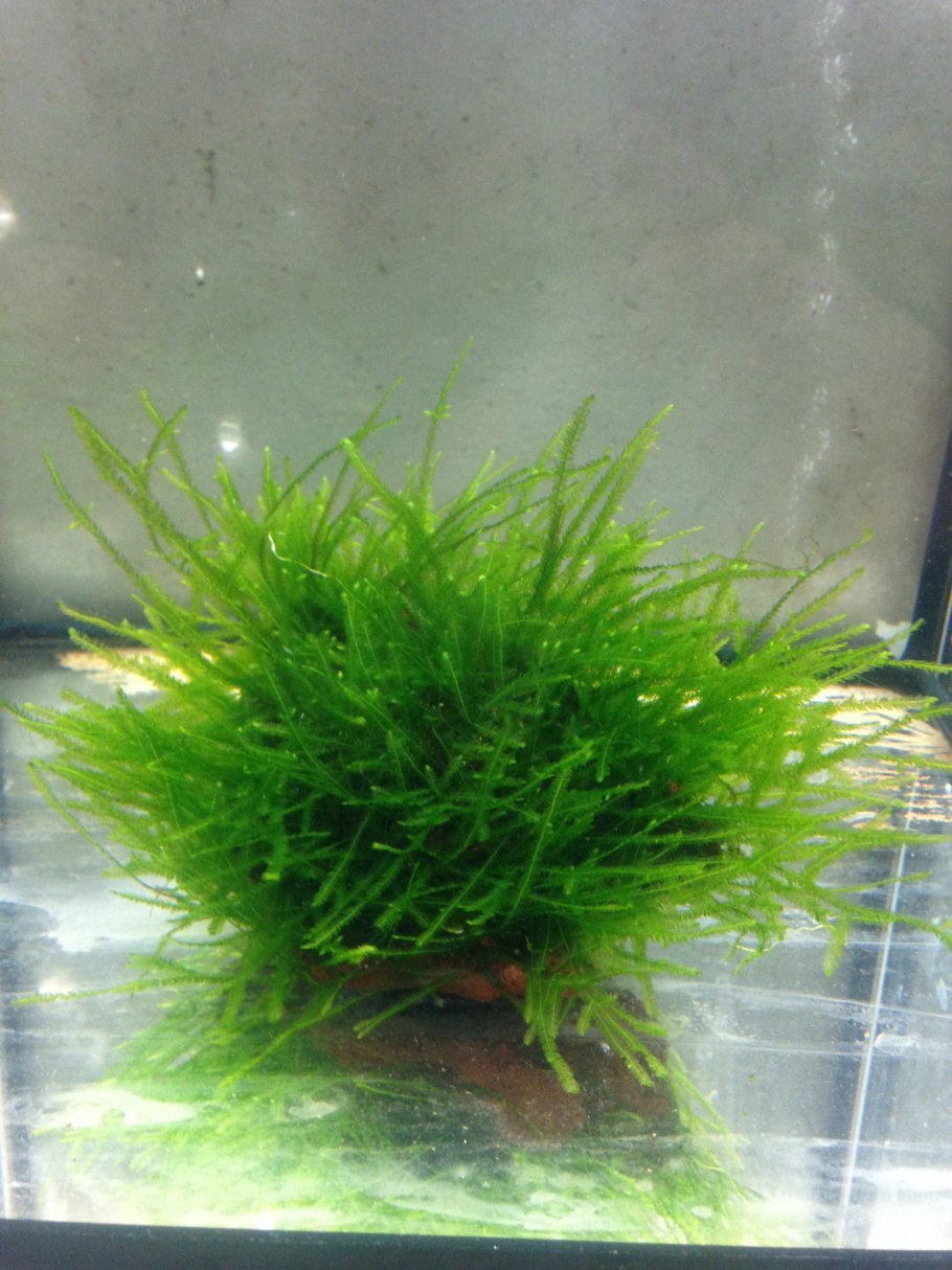 Яванский мох