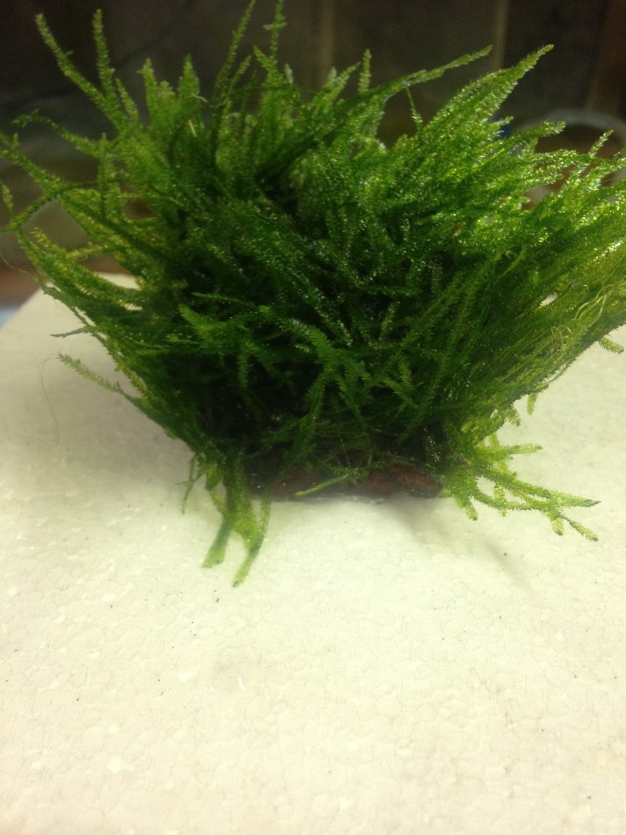 Яванский мох Taxiphyllum