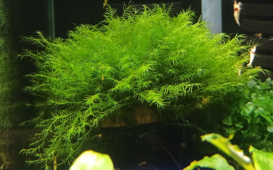 Ирландский мох в аквариуме