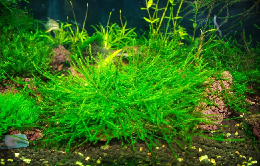 Аквариумные растения в СПБ